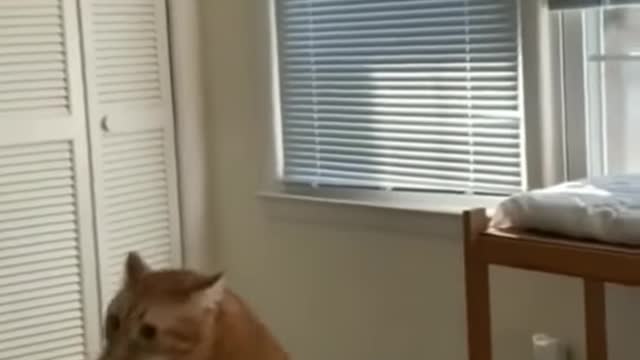 Cute cat funny videos
