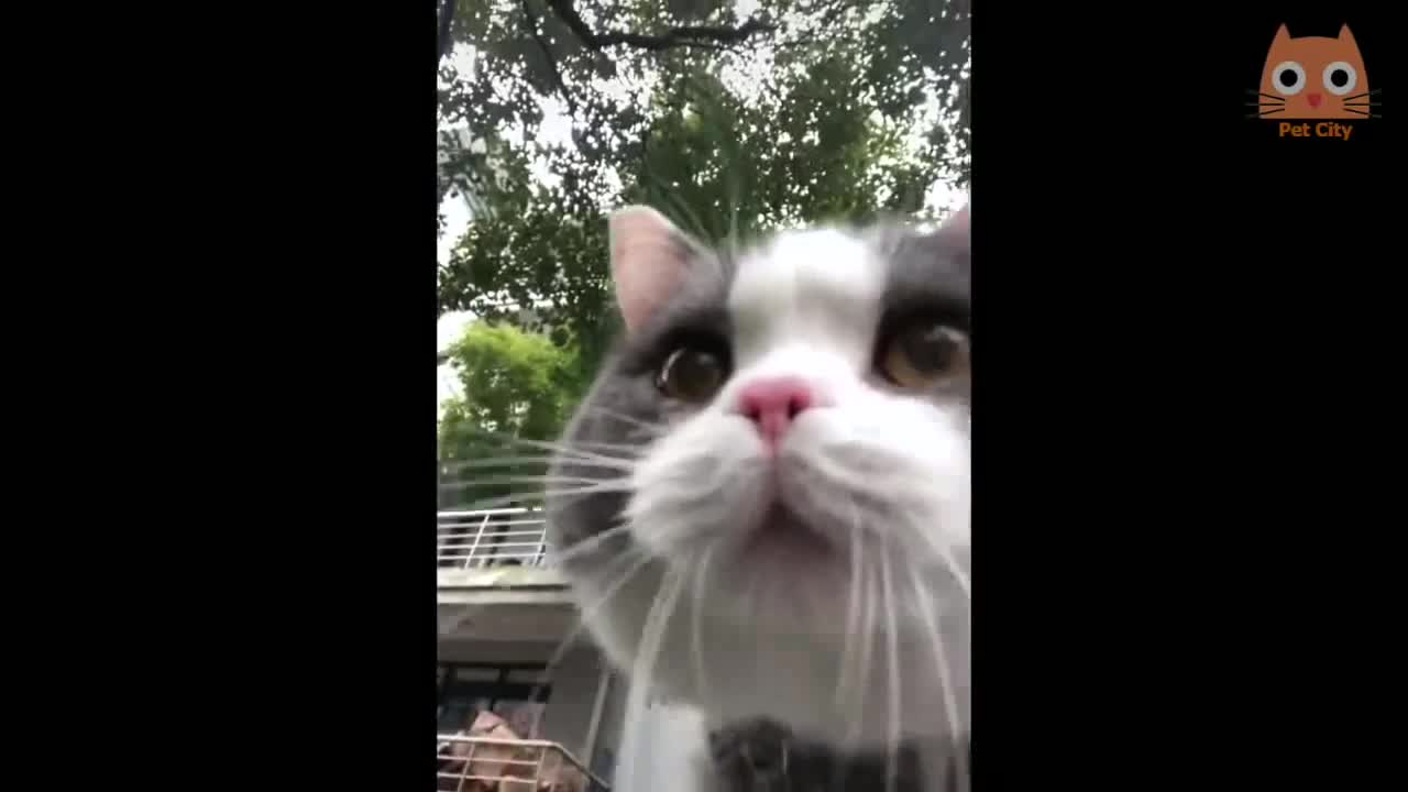 Cuando los animalitos se vuelven locos