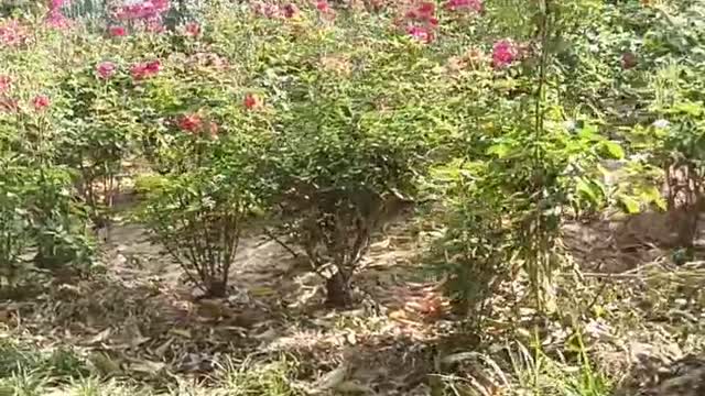 Have you ever seen such a flower, it's so beautiful, I really like it