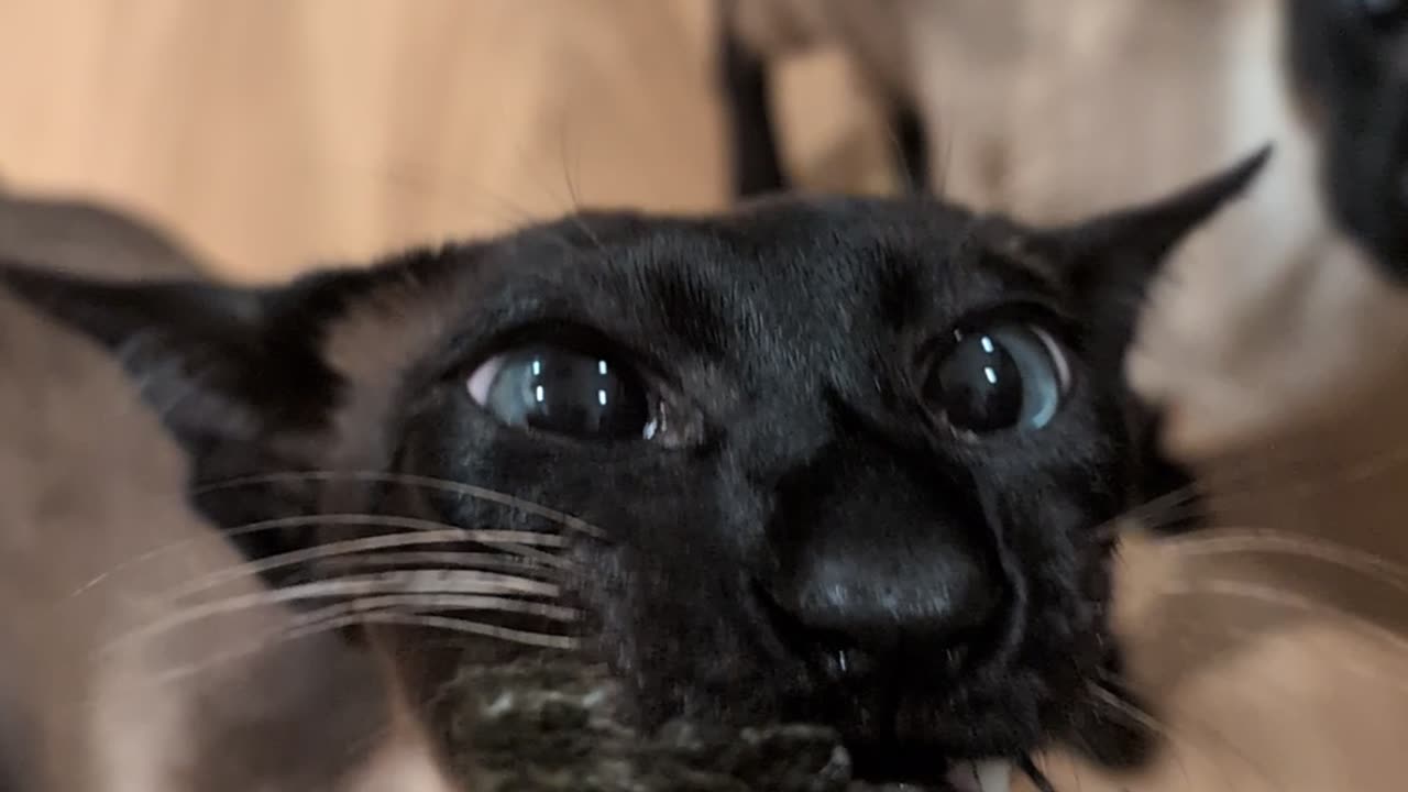 Kevin the Cat Crunches on Seaweed Snack