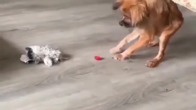 Electric car and nervous puppy