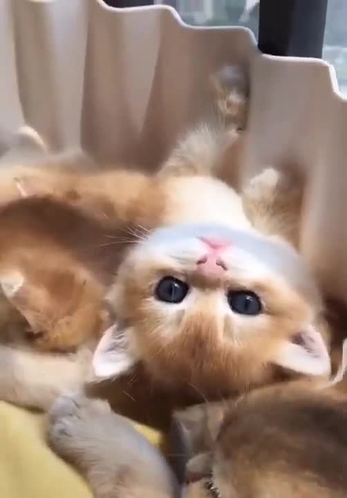 😍Cute and Funny Cat Compilation