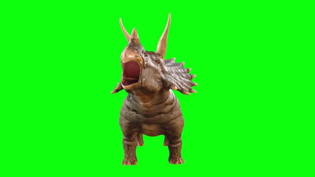 Green screen animal video