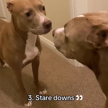 Things Only Pitbull Owners Would Understand