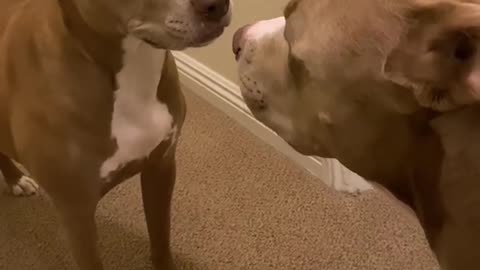 Things Only Pitbull Owners Would Understand