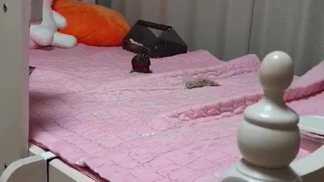 Cute parrot In search of food~