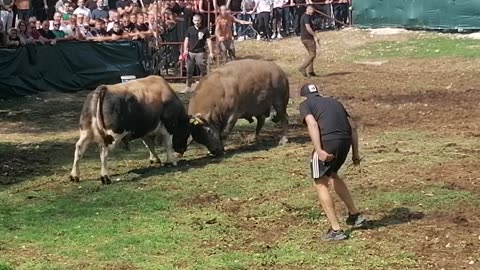 Španac braće Župić vs Golub od Madunića