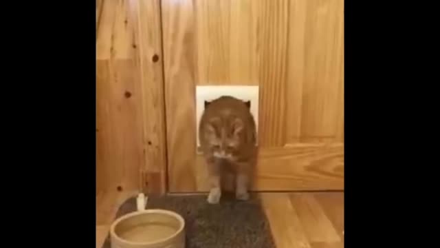 Cute cat stuck in the door