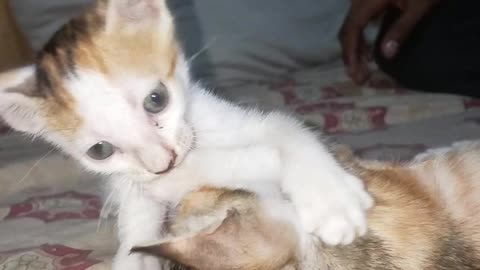 Cute kitten fight with kitten