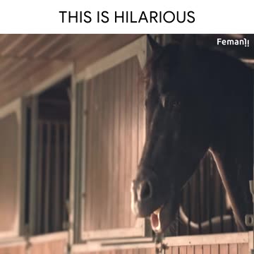 Horses singing Who let the dog out