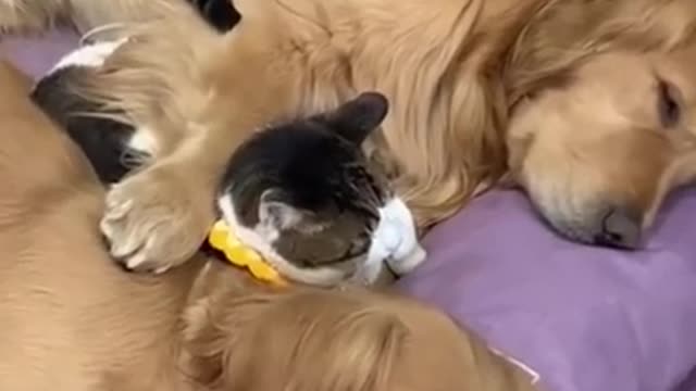 Cat came to cuddle with goldens