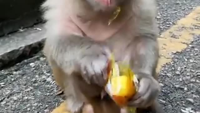 Monkey mom with her cute baby accepting food