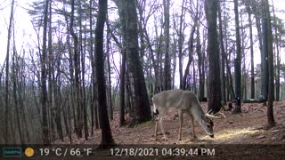 The Woods - 12/19/2021