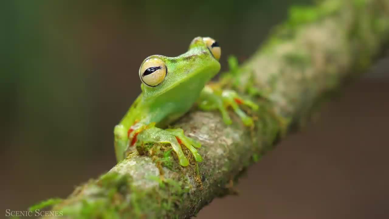 Amazing Scene of Wild Animals In 4K - Scenic Relaxation Film
