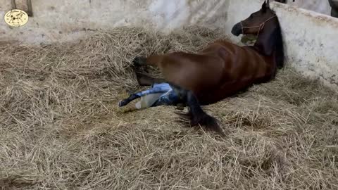 arbian horse giving birth