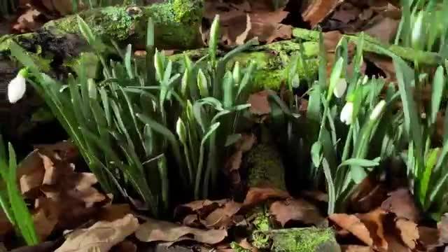 Music of nature. Flowering. Very nice video.