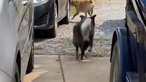 Dog Brings In Shopping Bags