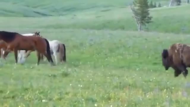 Bison and horse face to face ecounter