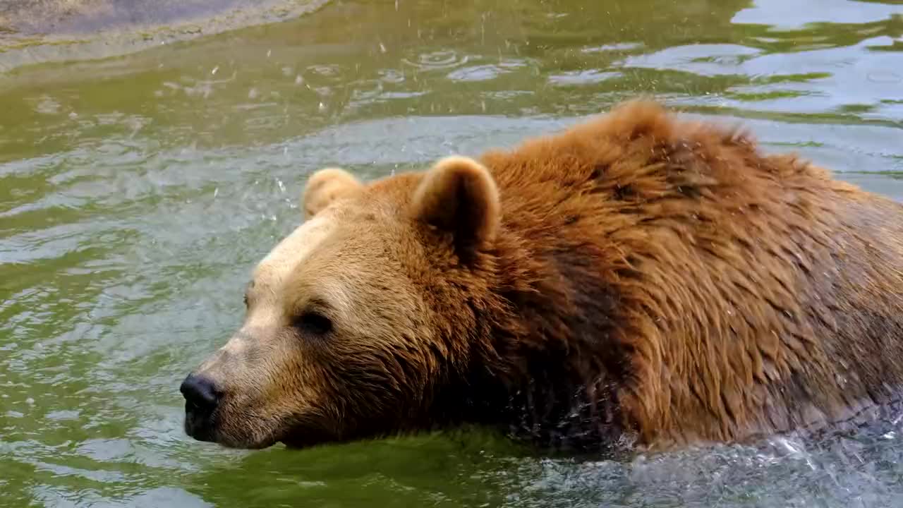 Brown Bear Bear Water To Bathe To