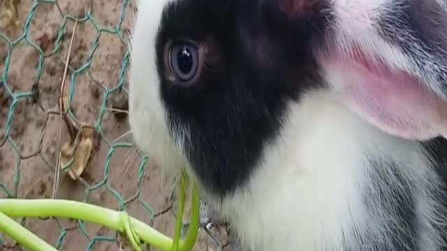 RABBIT FARMING