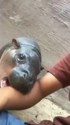 Baby hippo tries to eat a man
