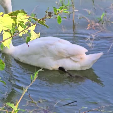 Beautiful swan in the river / a beautiful water bird in the water.