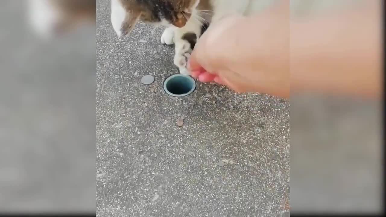 Baby Cats - Cute and Funny Cat Videos
