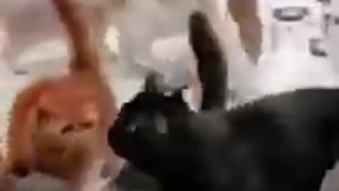Best Funny Animal Videos of the year 2024, funniest animals ever. relax with cute animals video_3