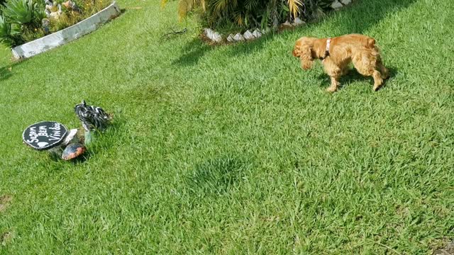 dog arguing with a statue