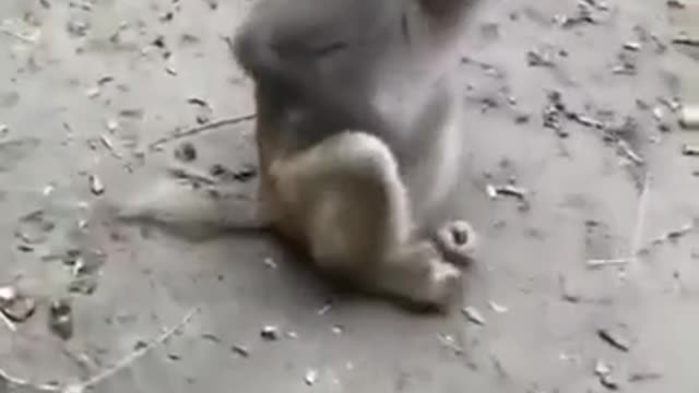 Funey monkey 🐵 surprised