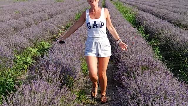 lavender fields