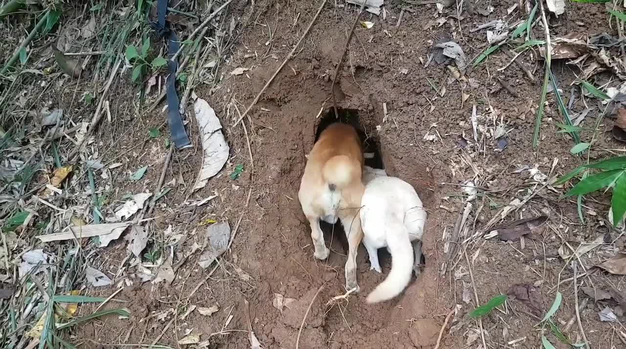 If you play this...you will shock this dogs and you well see what happend