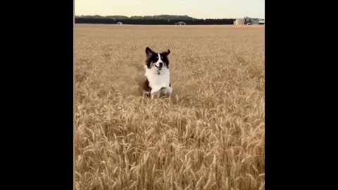 Dog Funny Video Watch The Video like The Video.....