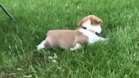 puppy playing with toys