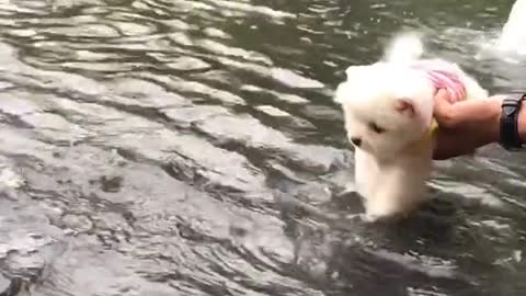 Puppies learn to swim!