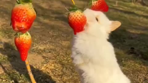 Rabbit's Eating Style #shorts #shortsvideo #video #viral