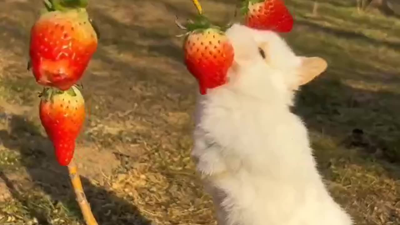 Rabbit's Eating Style #shorts #shortsvideo #video #viral