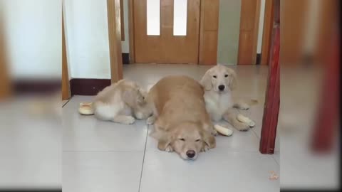 mother dog is distributing food among the children