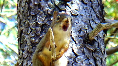 Red Squirrel Rebels