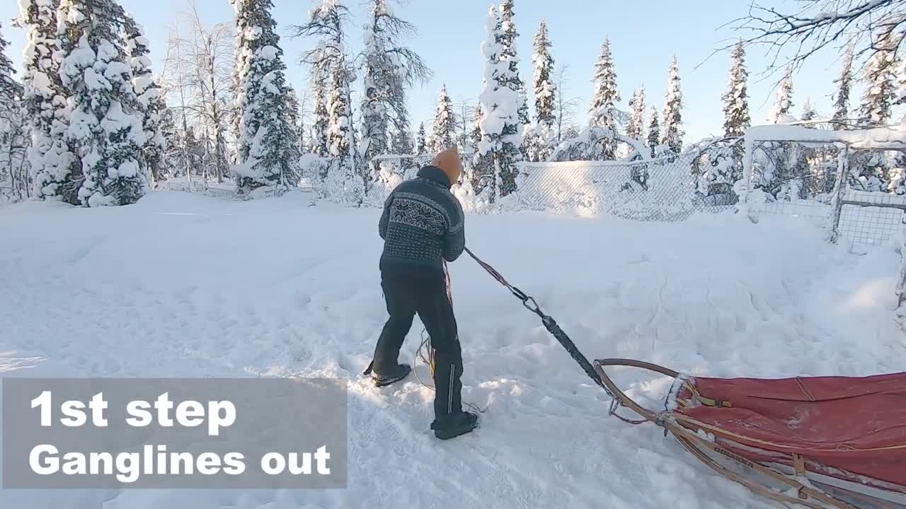 Mushing - How to line up a sled dog team