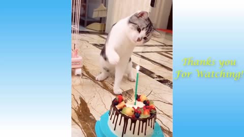 Cute Cat - Birthday special funny video.