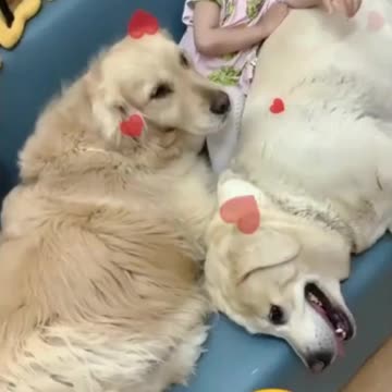 Cutest Dogs & Babies Moments Ever!