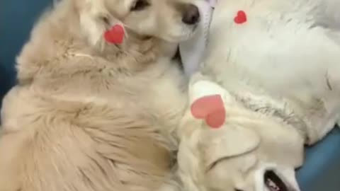 Cutest Dogs & Babies Moments Ever!