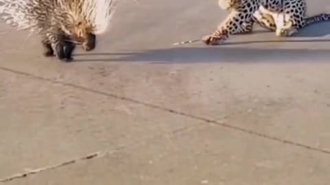 Leopard attack