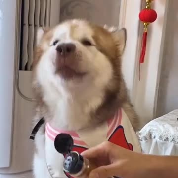 Us Dog video