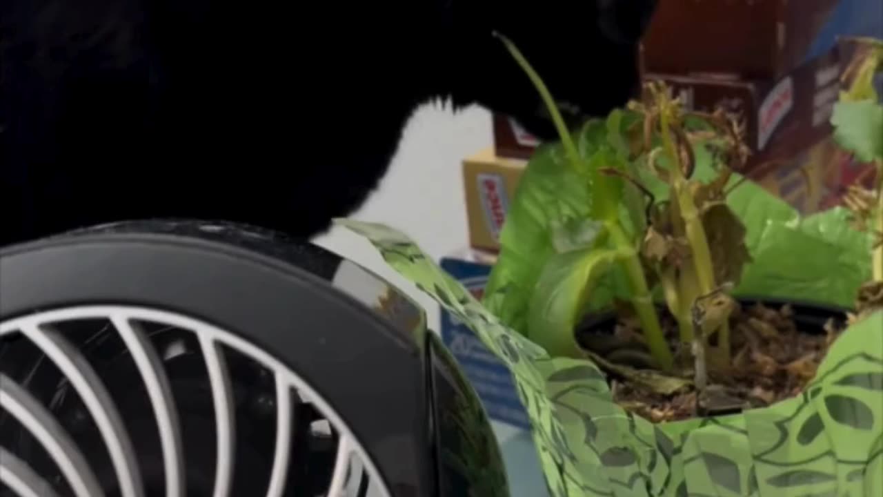 Cute Precious Piper Tries to Eat the Plant - Adopting a Cat from a Shelter Vlog #shorts