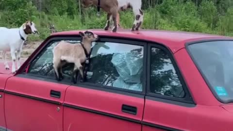 Goat kids are acting like crazy