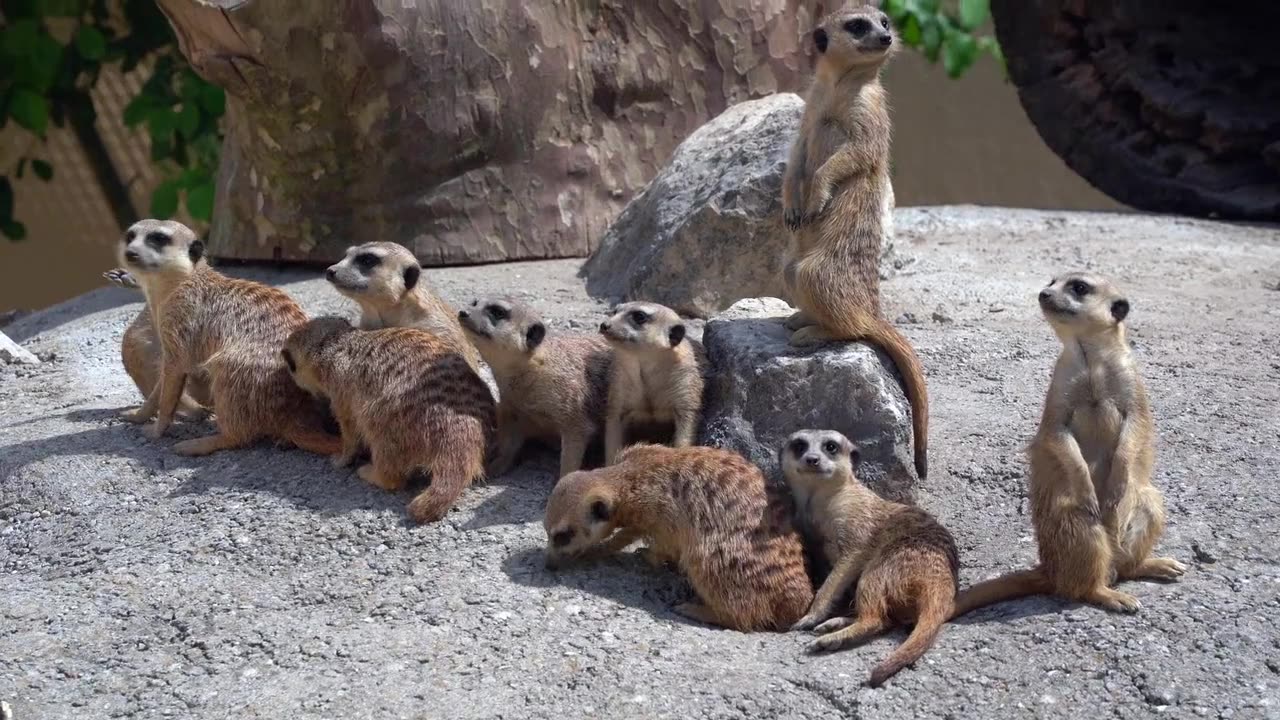 The Bonds of Nature: Unbreakable Animal Connections