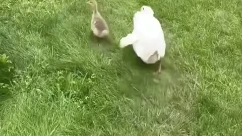 Rescue the poor goose bitten by a snake