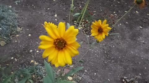 Autumn flowers, chamomile.